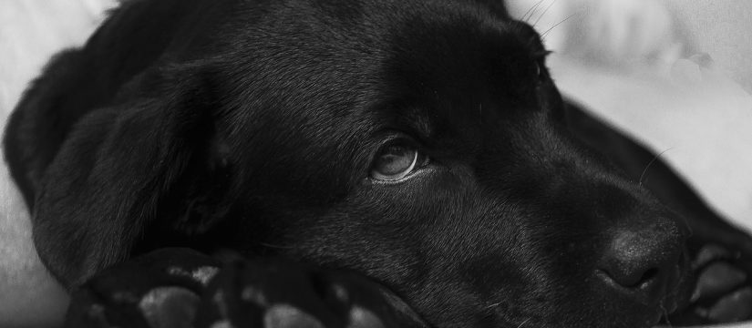 Menneskemad kan være dødelig for din hund Egelund Dyreklinik
